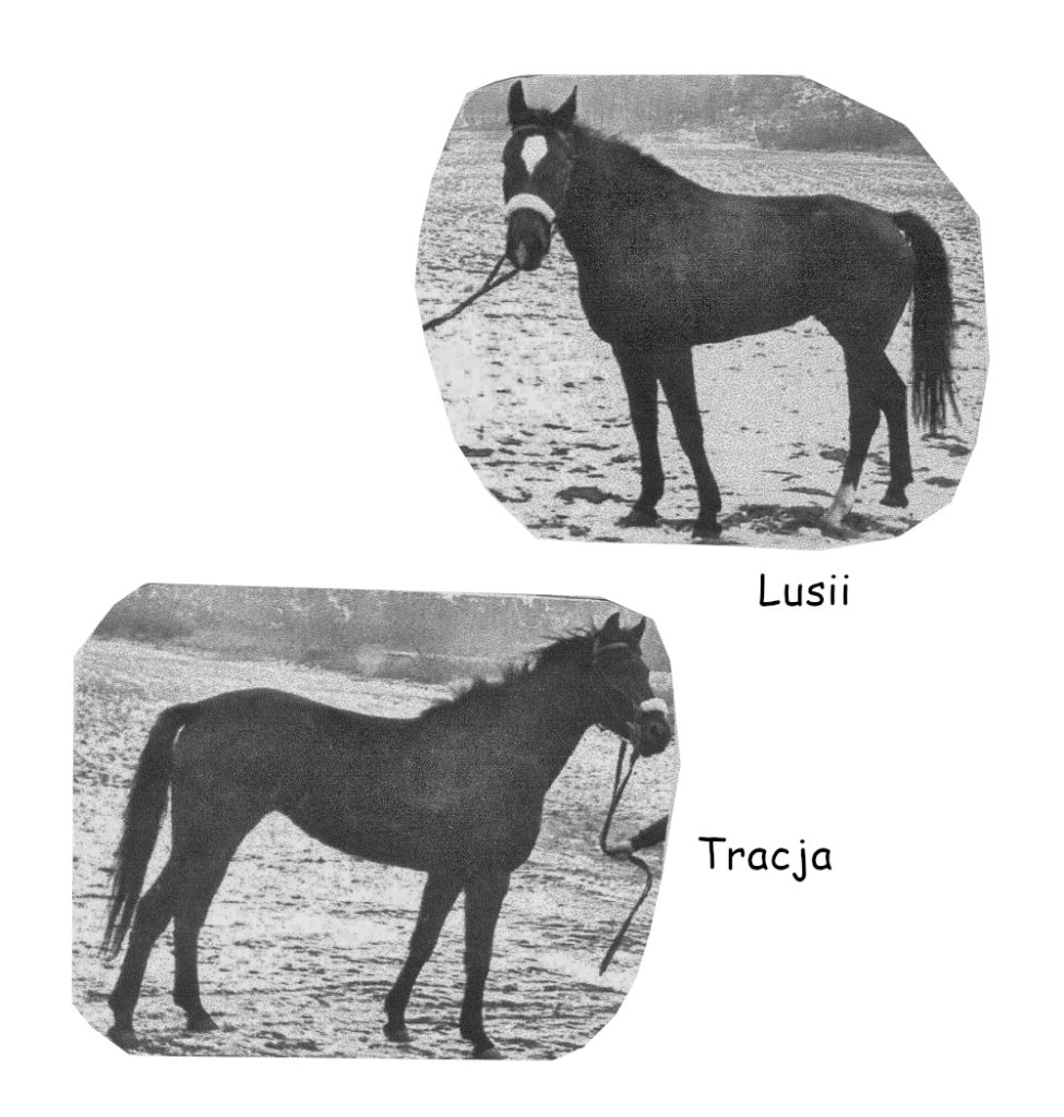 Konie: Lusii i Tracja (1983 r.)